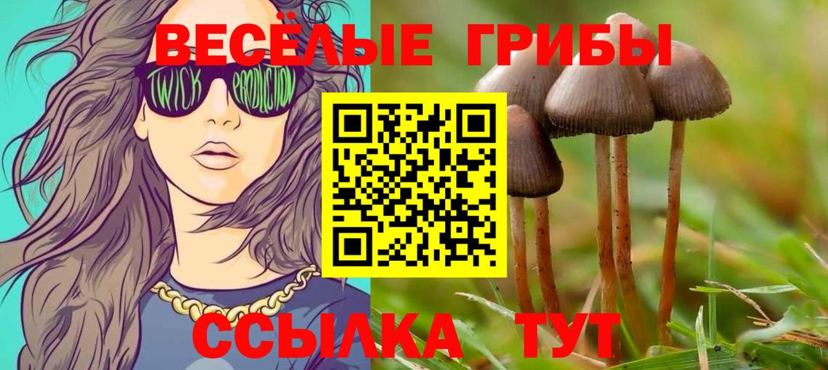 Псилоцибиновые грибы Psilocybine cubensis Лабинск